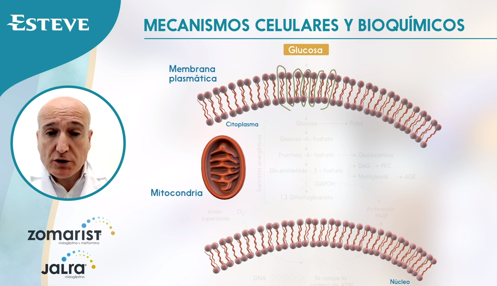 Píldora: ¿Por qué pasa lo que pasa en la retinopatía diabética?